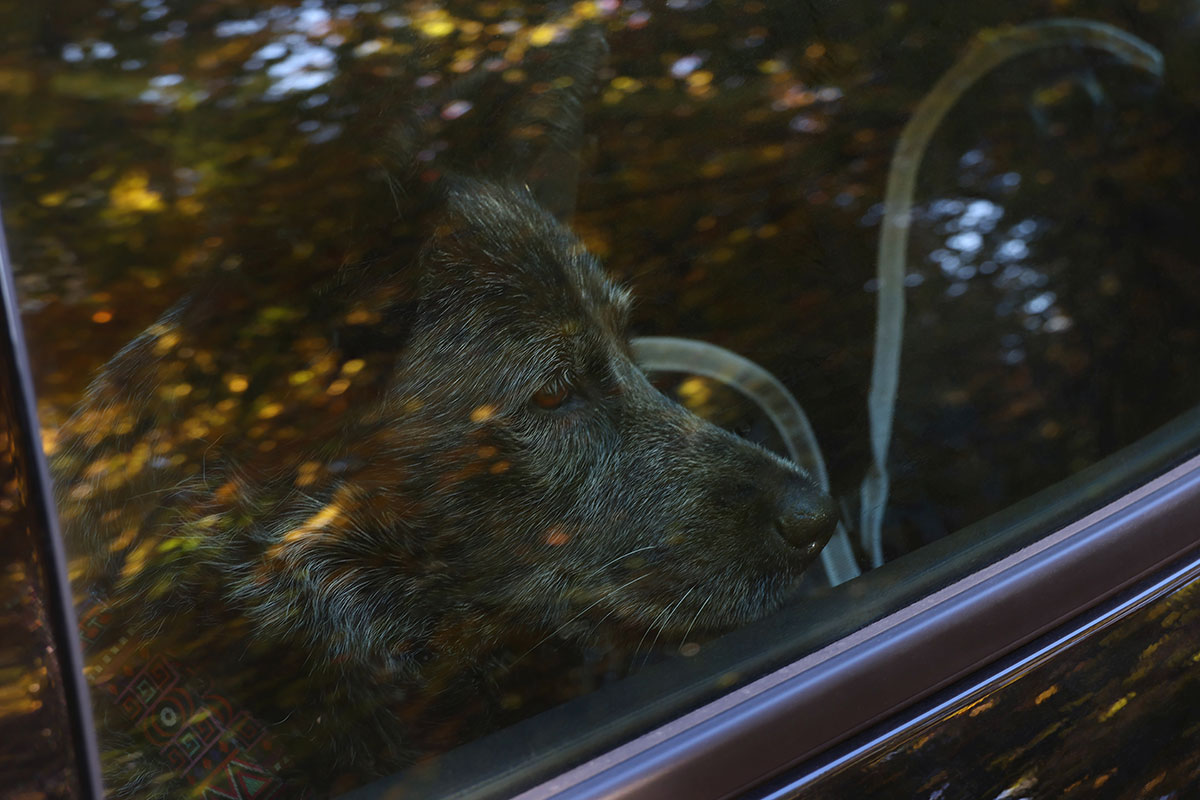 Elo Sitting in Car Looking Out Window in Algonquin Park October 2022
