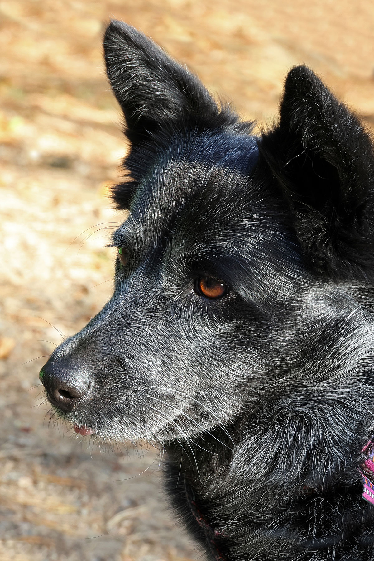 Elo Australian Cattle Dog at Rock Lake Campground in October 2022