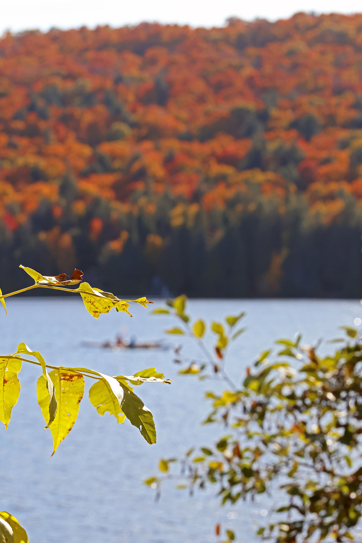 Fall Colours on Rock Lake Shoreline in Algonquin Park October 2022 v1