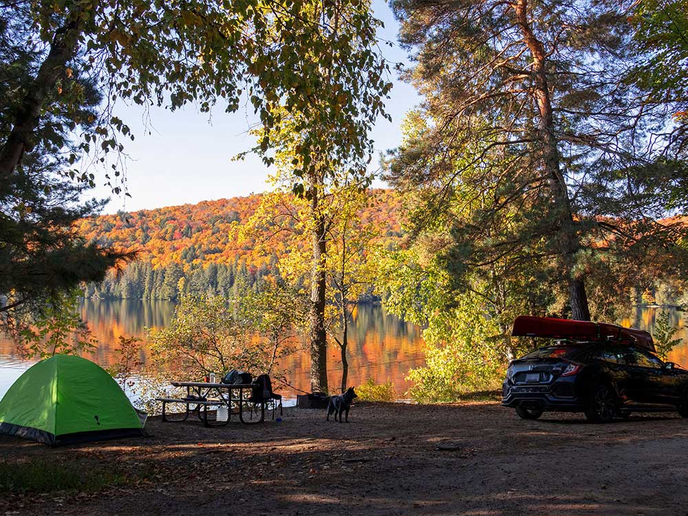 Fall Camping in Algonquin Park: Rock Lake with My Dog Elo Part 2 Thumbnail