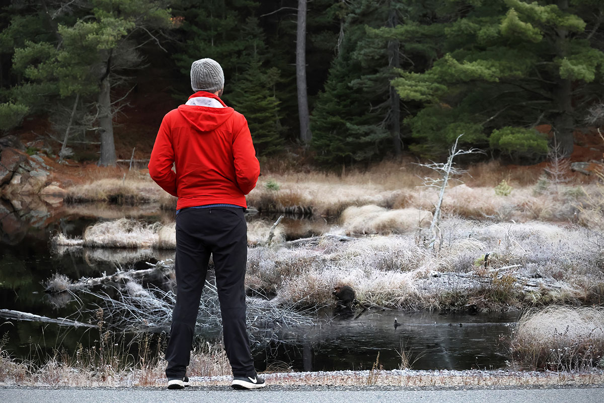 Man in red jacket watching beaver beside Highway 60 in Algonquin Park, November 2023