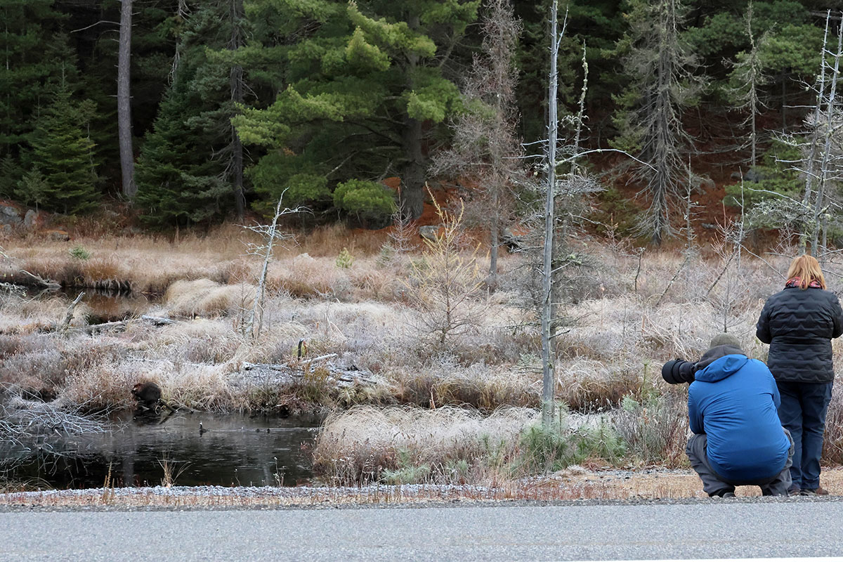 Man and woman photographing busy beside Highway 60 in Algonquin Park, November 2023