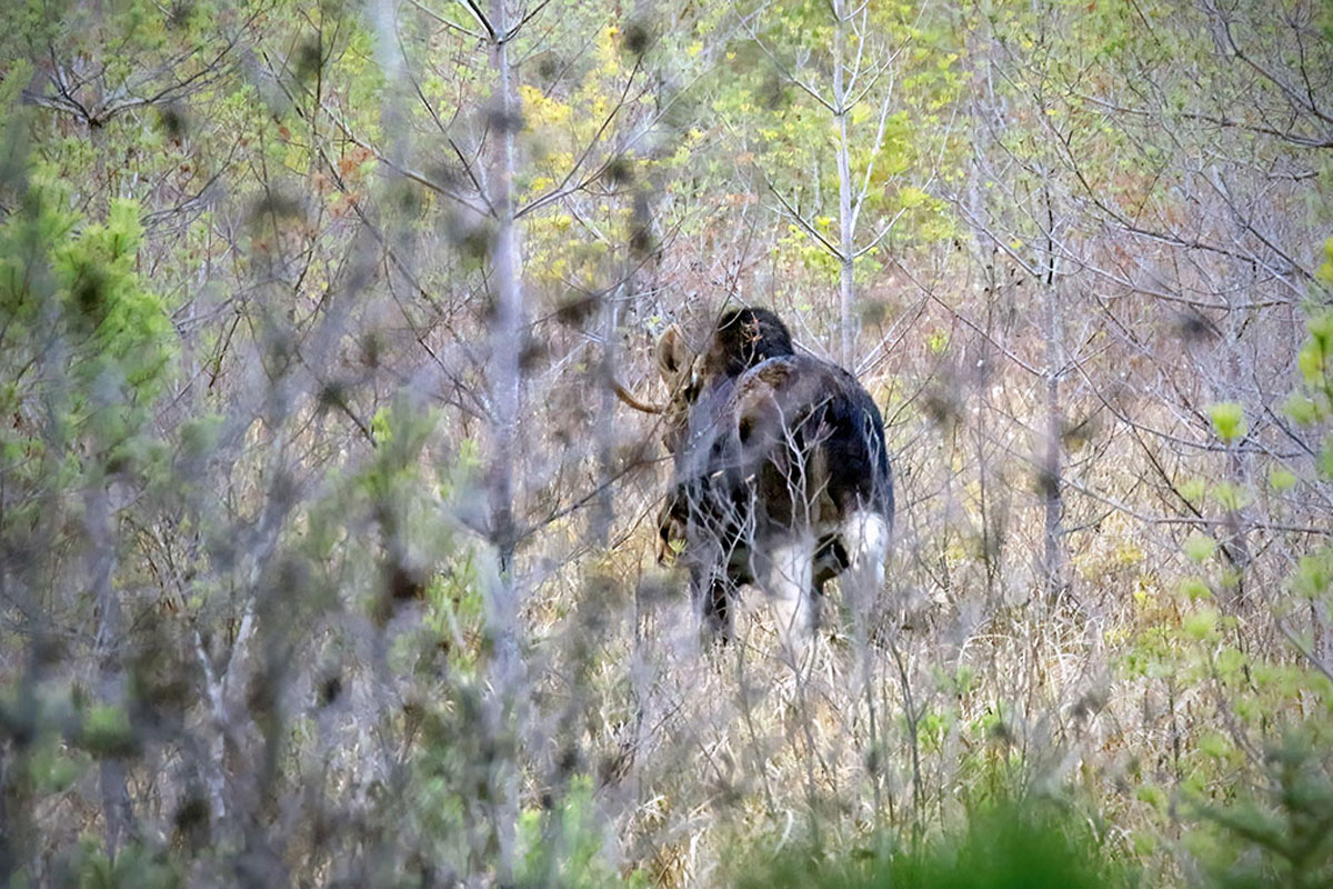 Bull moose walking through the forest in Algonquin Park, November 2023