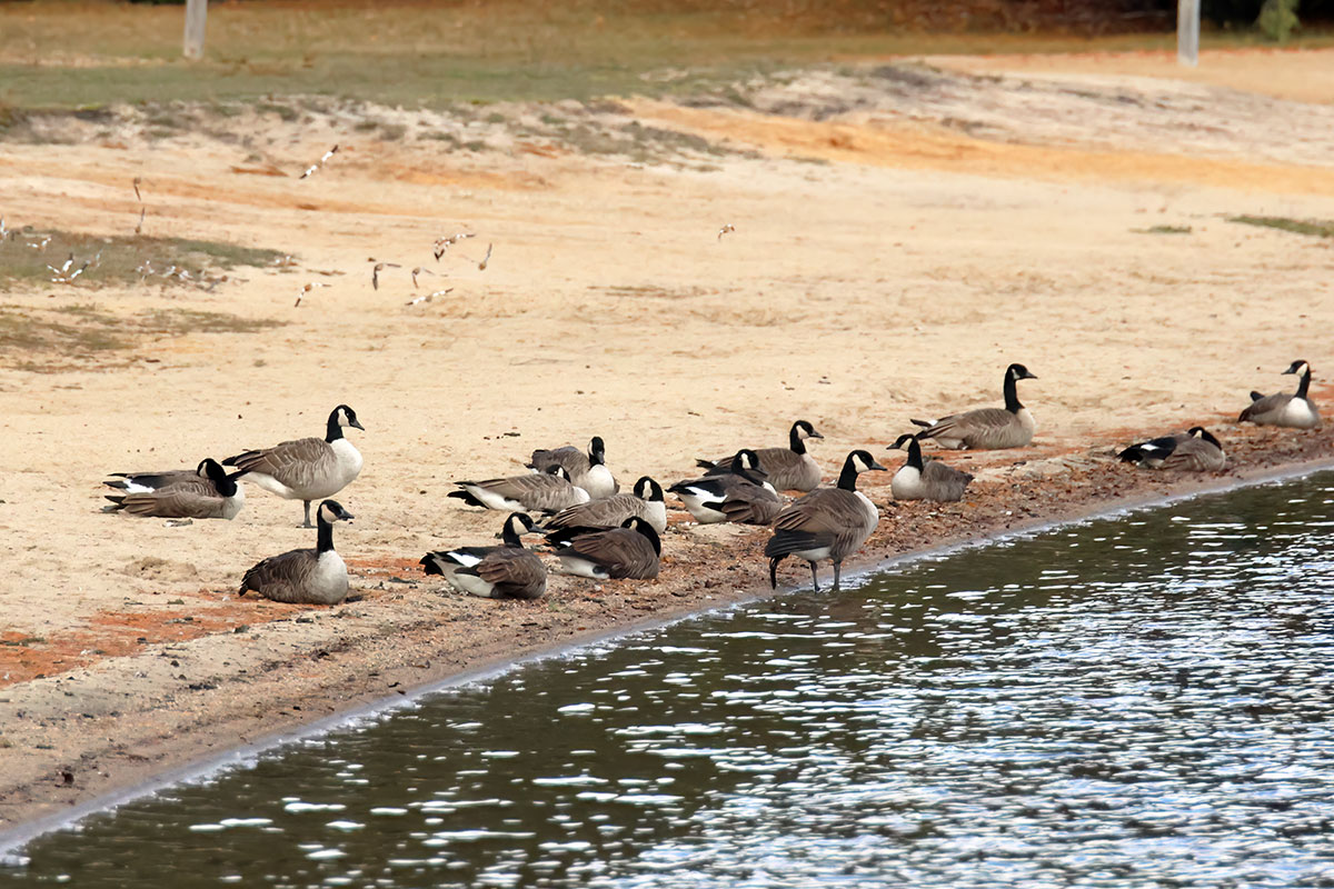 Lots of geese at the beach of Lake of Two Rivers Campground, November 2023
