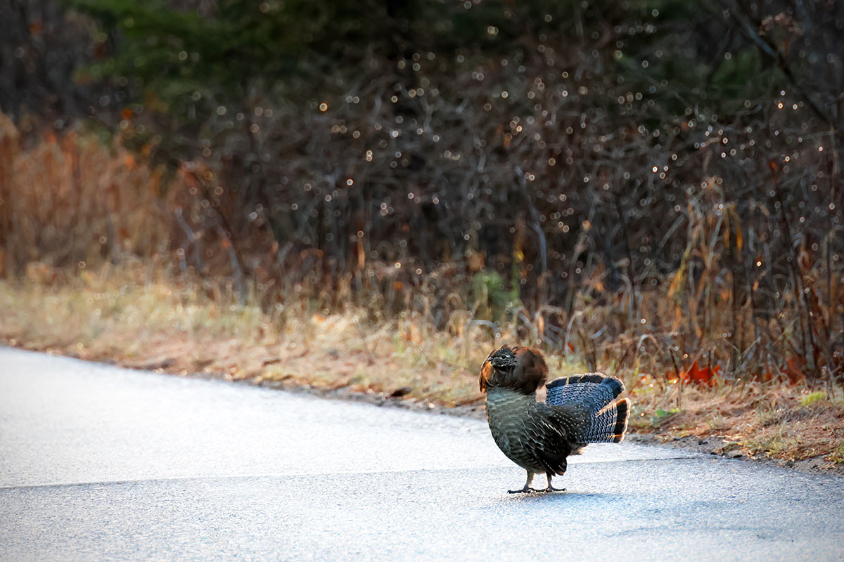 Grouse walking at the side of Opeongo Road in Algonquin Park, November 2023 v2