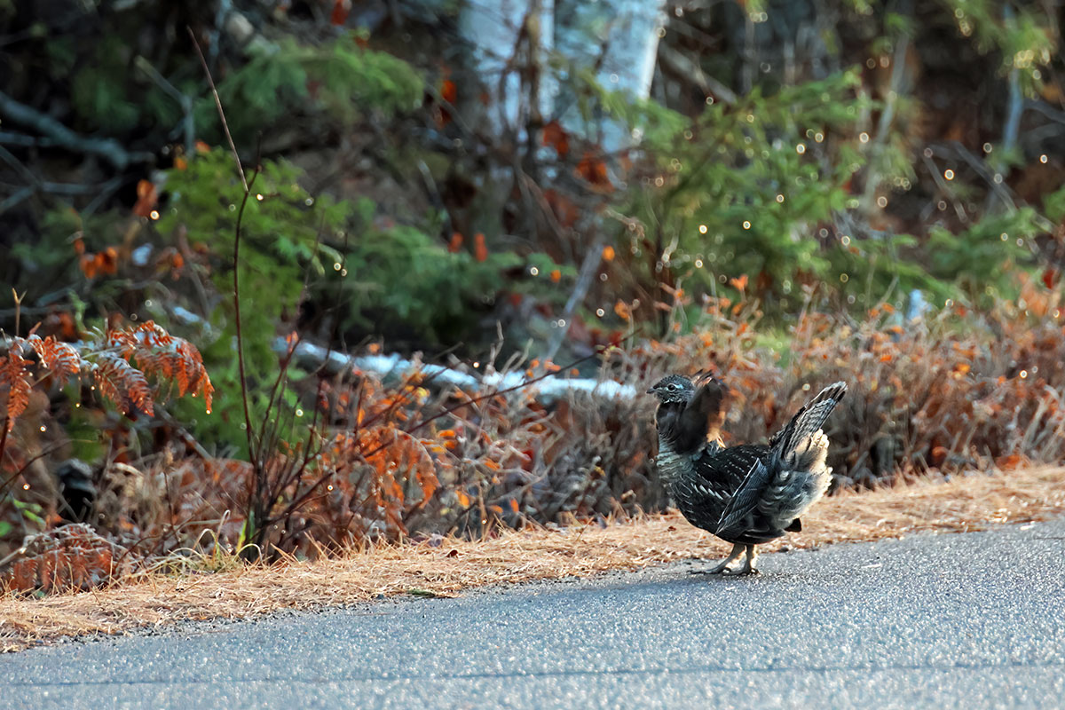 Grouse walking at the side of Opeongo Road in Algonquin Park, November 2023 v3
