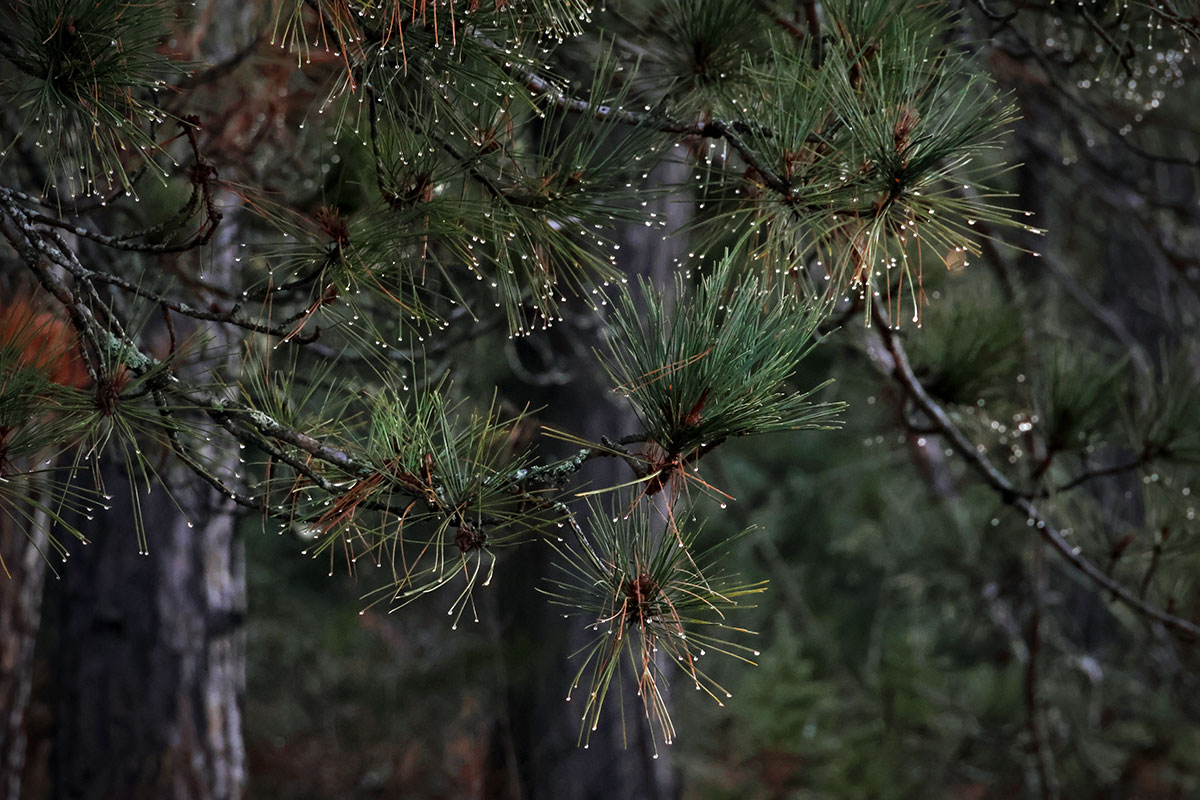 Morning dew on the pine needles of a tree, November 2023