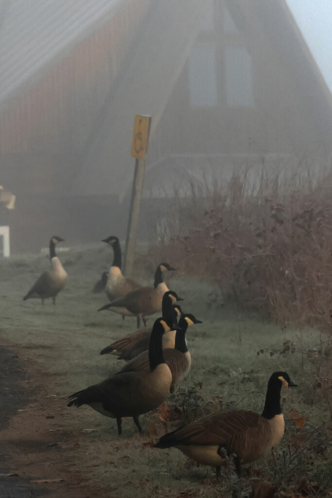 Geese walking in front of Opeongo Store on a foggy morning in Algonquin Park, November 2023 v3