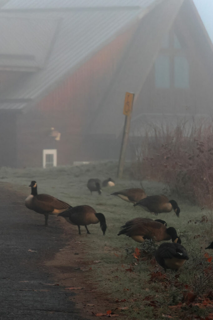Geese walking in front of Opeongo Store on a foggy morning in Algonquin Park, November 2023 v2