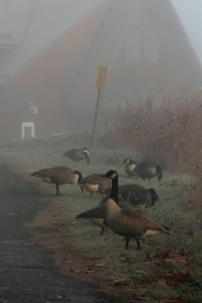 Geese walking in front of Opeongo Store on a foggy morning in Algonquin Park, November 2023 v1