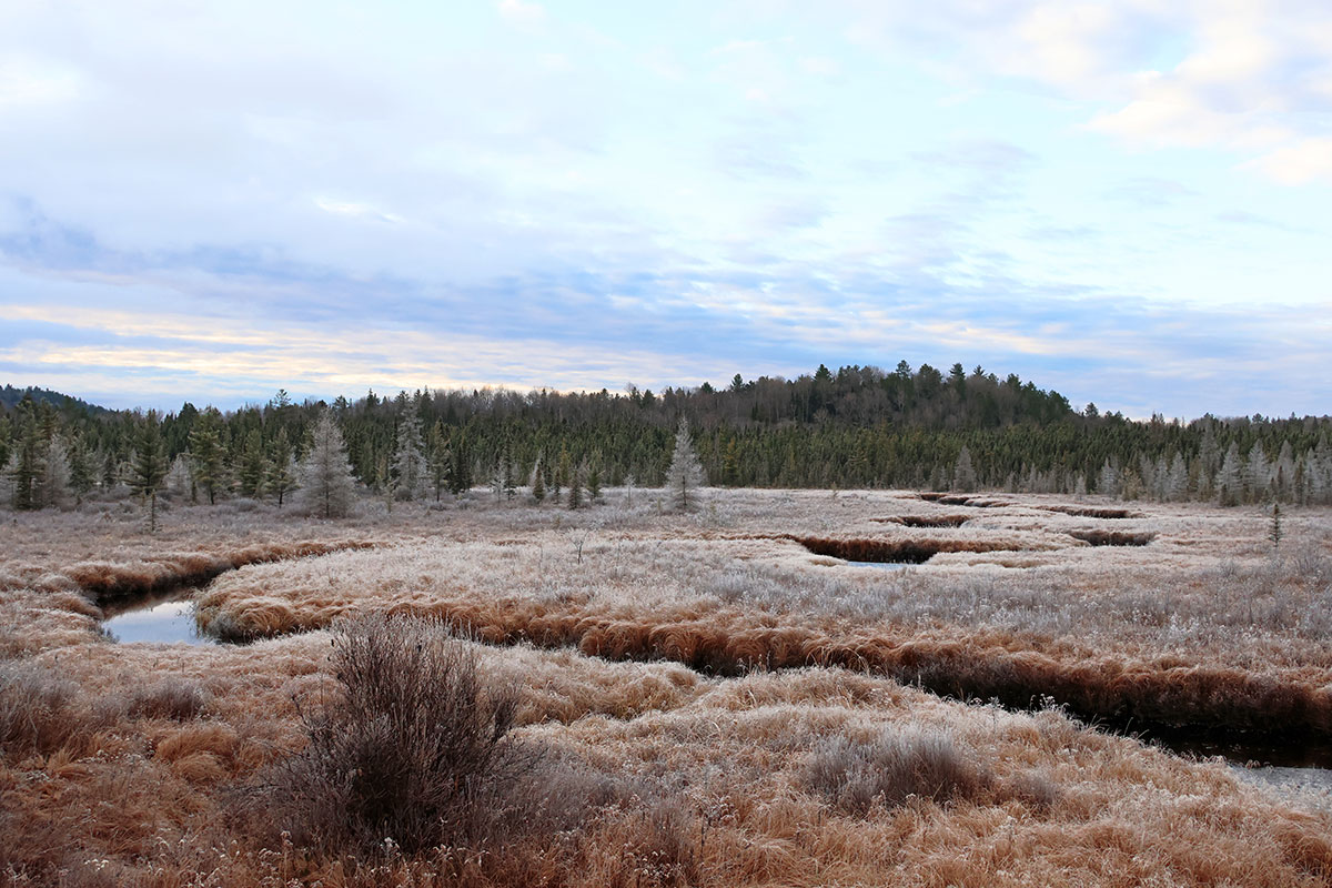 Wetlands opposite of Spruce Bog Trail in Algonquin Park, November 2023