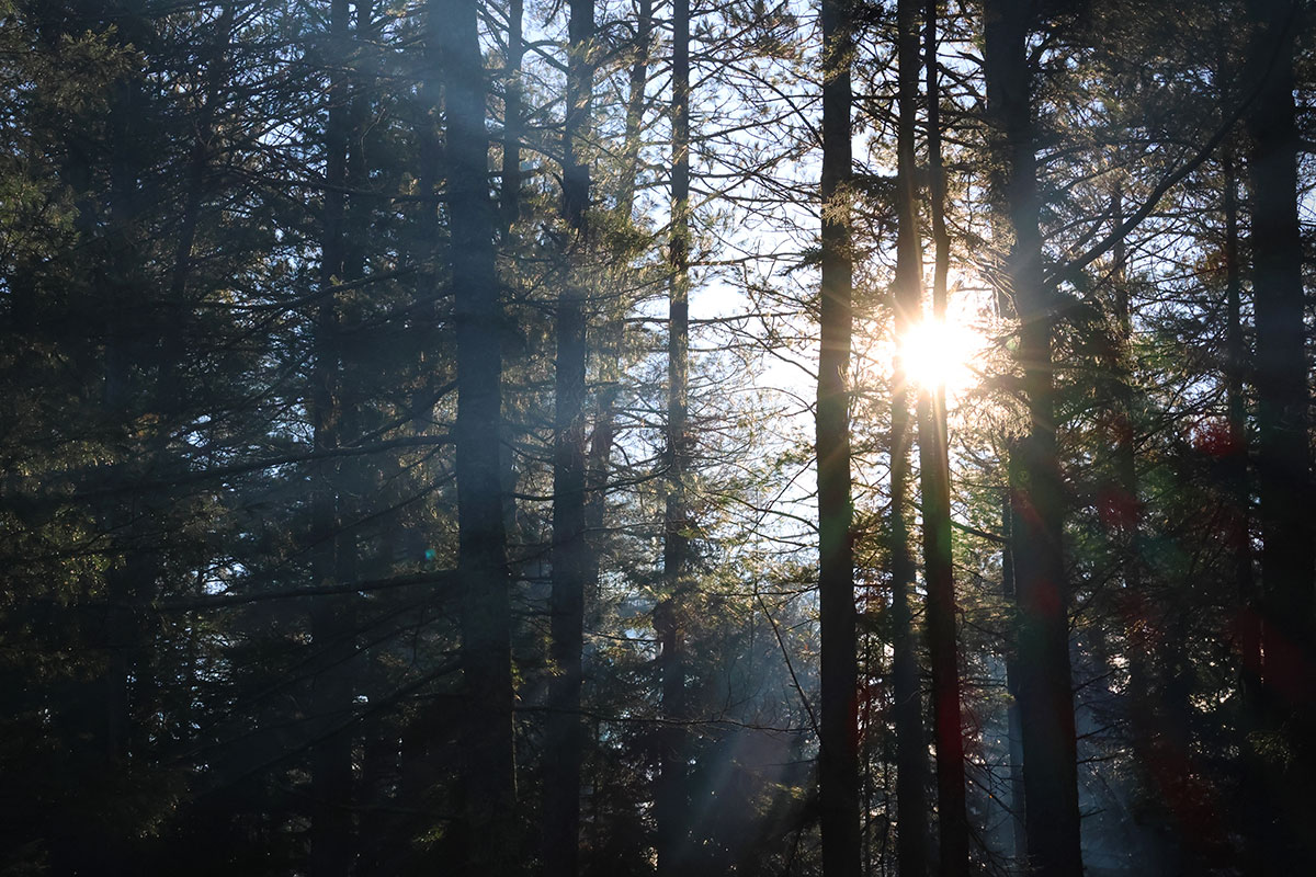 Sunrise poking through the trees behind the campsite at Mew Lake Campground in Algonquin Park, November 2023